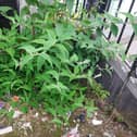 Ibal inspectors identified a littered area at Cecil Street in the city centre
