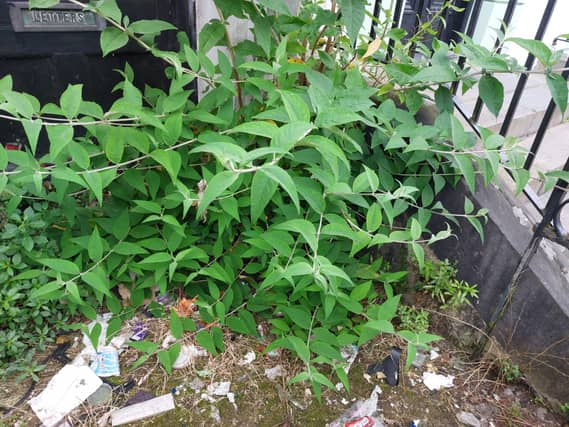 Ibal inspectors identified a littered area at Cecil Street in the city centre