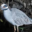 The yellow crowned night heron was spotted in Belcarra