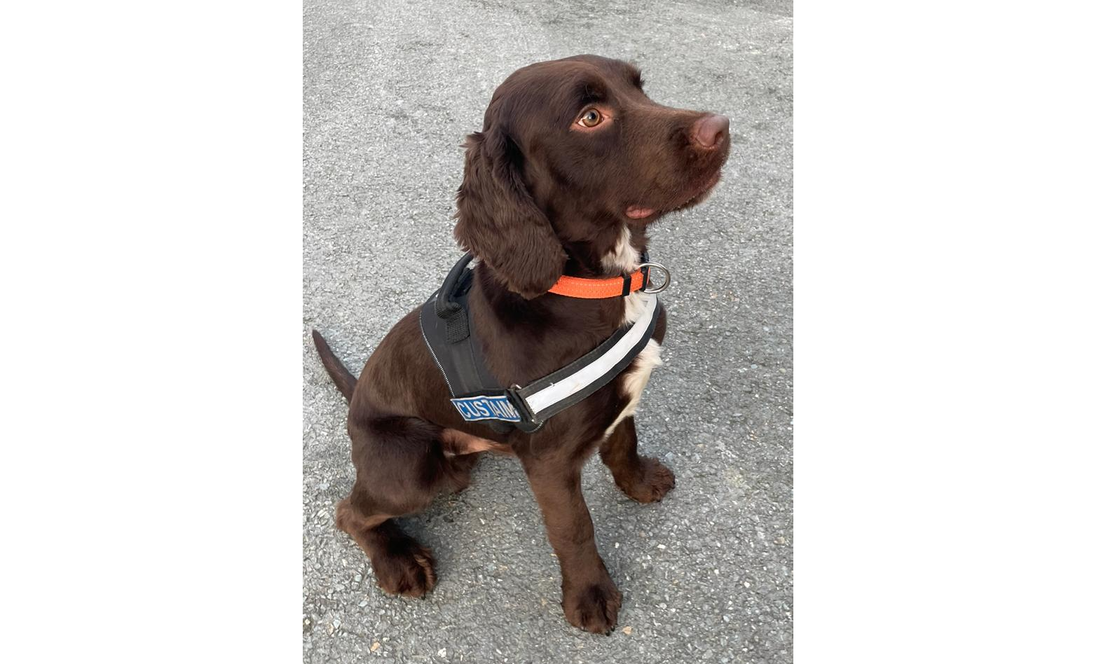 Detector dog Toby helps Revenue seize €40k of cash and cigarettes in ...