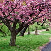 Native Japanese plants like the cherry blossoms above do well in our climate because we share a similar climate