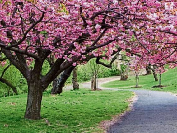 Native Japanese plants like the cherry blossoms above do well in our climate because we share a similar climate