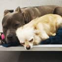 Misty and Jake are safely in the care of Limerick Animal Welfare