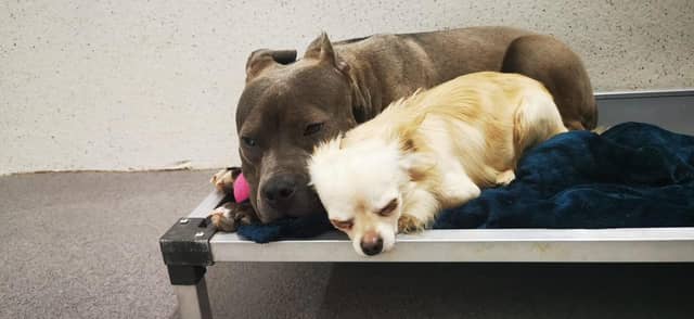 Misty and Jake are safely in the care of Limerick Animal Welfare