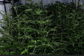 Some of the plants found in the seizure in Donegal Town | PICTURE: Facebook/An Garda Siochana