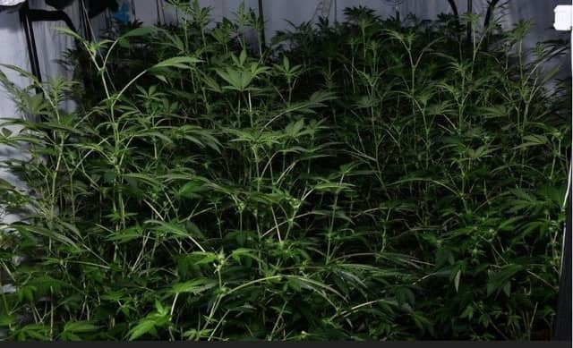Some of the plants found in the seizure in Donegal Town | PICTURE: Facebook/An Garda Siochana