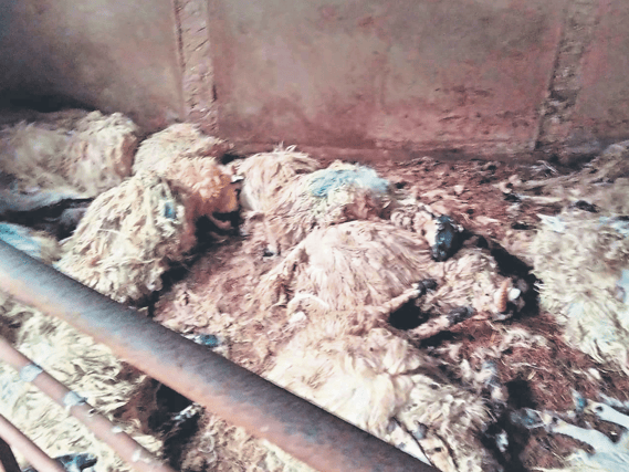 ‘Pitiful sight’: Some of the 26 sheep killed on a farm in Galbally
