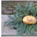 Yes, even the humble potato can make a great base for your festive wreath