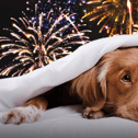 Sadly, many animals go missing around this time of year, due to the loud noise of fireworks and animals can be terrified and often attempt to escape