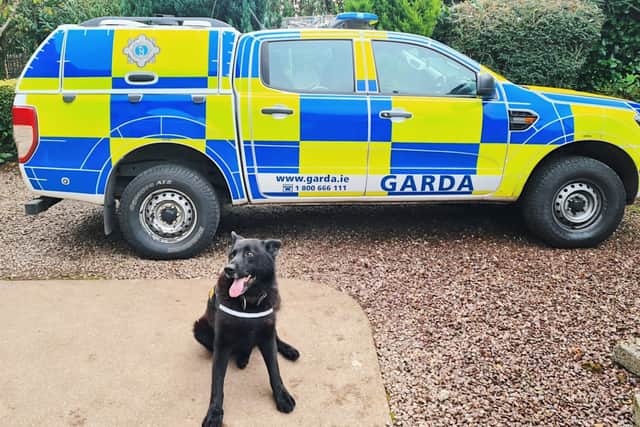 Joining the Garda Dog Unit as a mere pup of 5 months old, Laser was trained by Garda Harrington as a general purpose dog, and was deployed on detections after 18 months.