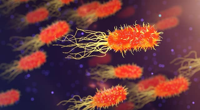 Mayo man in ICU as his wife dies in deadly botulism outbreak in France