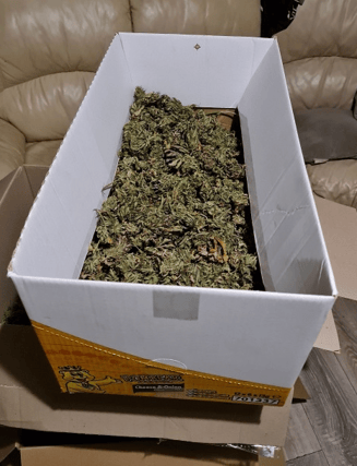 Part of the cannabis seizure in Garryowen