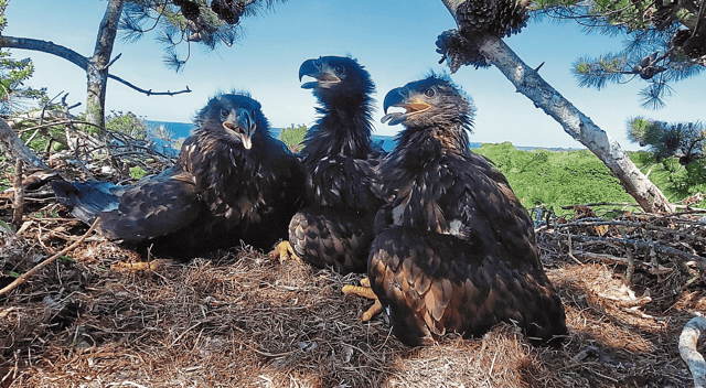 Flock together: The three White-tailed Eagle chicks