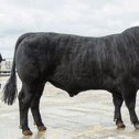Luddenmore Exavier X519 with owner Michael Sheehan, Kilmallock, at the Munster Angus Breeders bull show | PICTURE: O'Gorman Photography
