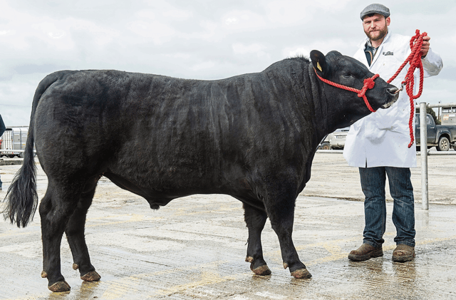 Luddenmore Exavier X519 with owner Michael Sheehan, Kilmallock, at the Munster Angus Breeders bull show | PICTURE: O'Gorman Photography