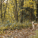 With the weather getting better and more light in the evenings, February is a great time to get out for a walk | Picture: Pexels