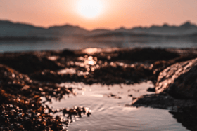 Wild plants, mushrooms, lichens, algae and seaweeds are commonly found to be higher in nutrients than cultivated varieties