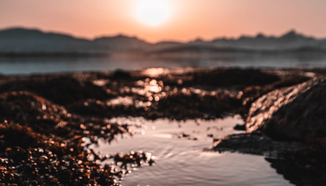 Wild plants, mushrooms, lichens, algae and seaweeds are commonly found to be higher in nutrients than cultivated varieties