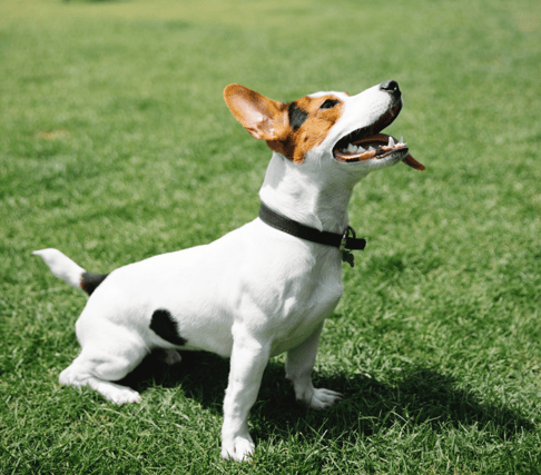 The court case over a Jack Russell Terrier has been adjourned again