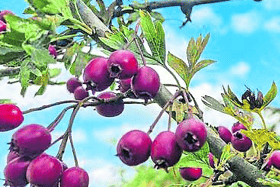You can cook the berries then discard the seeds, but never  eat the seeds of the Hawthorn