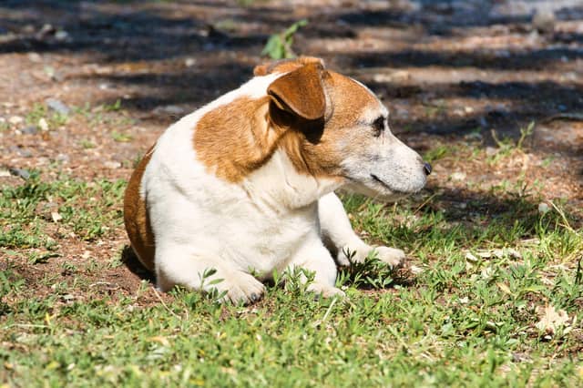 The judge asked what breed was the dog, to be told a Jack Russell