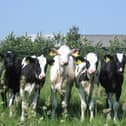 A large number of dead calves were discovered at the farmlands | FILE PHOTO