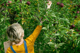 Foraging is the act of gathering wild food for free. Although it's gained far greater popularity in recent years, for our distant ancestors foraging would simply have been a way of life