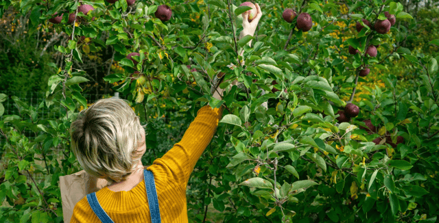 Foraging is the act of gathering wild food for free. Although it's gained far greater popularity in recent years, for our distant ancestors foraging would simply have been a way of life