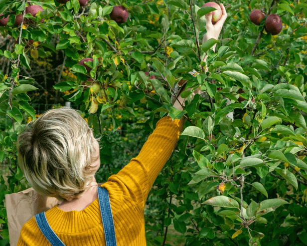 Foraging is the act of gathering wild food for free. Although it's gained far greater popularity in recent years, for our distant ancestors foraging would simply have been a way of life