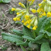 A member of the primrose family cowslips may derive its name from the old English for cow dung, probably because the plant was often found growing amongst the manure in cow pastures Picture: Pixabay