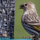 Siskins  only venture in the urban back gardens when seeds are hard to come by in their woodland homes Picture: Pexels