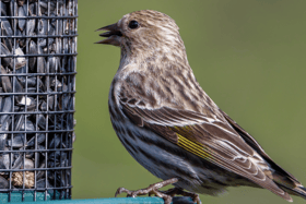Siskins  only venture in the urban back gardens when seeds are hard to come by in their woodland homes Picture: Pexels