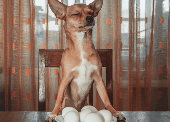 For many years eggs were doomed due to their cholesterol content, until recent research pointed out that those who ate more eggs had lower cholesterol levels Picture: Pexels