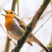 Feathered nomads: Robins will only stick around your garden in  winter if there is food around - The birds will natural move on to greener pastures if no food source is handy Picture: Pixabay