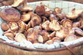 Fungi power: Mushrooms are a rich, low calorie source of fiber, protein, and antioxidants