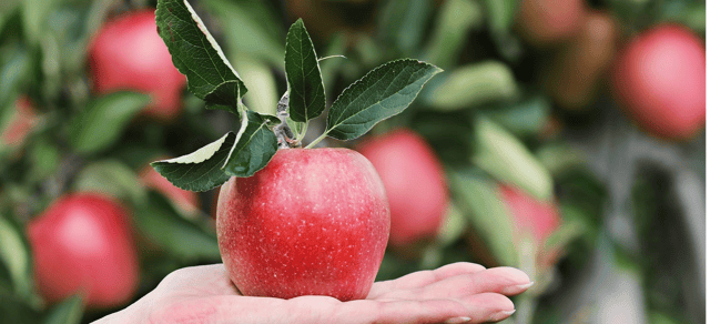Apples are rich in fibre, vitamins, and minerals, all of which benefit health