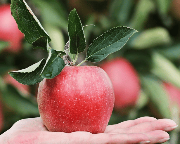 Apples are rich in fibre, vitamins, and minerals, all of which benefit health