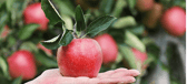 Apples are rich in fibre, vitamins, and minerals, all of which benefit health
