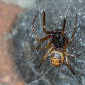 The Noble False Widow spider, which has colonised much of Ireland. Photo: NUI Galway