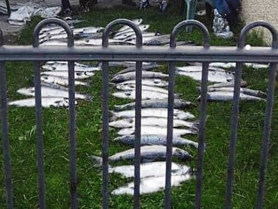 Dozens of wild Atlantic salmon that swam thousands of miles to spawn ended up in a Limerick city garden