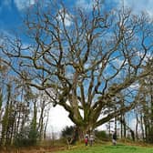 Ireland's oldest tree? The Brian Boru oak tree in  Clare is estimated to be over a 1,000 years old