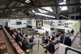 Bullocks sold for up to €1,740 a head or €2.87 per kg at Kilmallock Mart this week