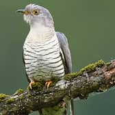 The cuckoo arrived here in mid-April and stays till  August before making its trip back   Africa for the winter