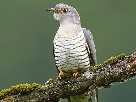 The cuckoo arrived here in mid-April and stays till August before making its trip back Africa for the winter