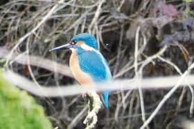 Reader Shane O'Brien sent in this lovely photo from Castleconnell