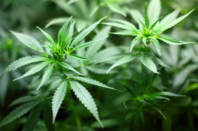 Three cannabis plants were found during the search