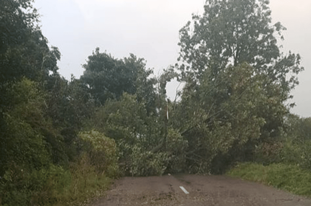 A tree blocking the Bog Road near Cappamore - PICTURE: Kate O'Neill