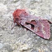 The Hebrew character moth gets its unique name because its back  looks like a letter “nun” (inset) in the Hebrew alphabet which is like the English letter “n”