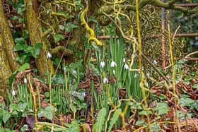 Denis Hickey snapped these snowdrops under the tree in Co Limerick