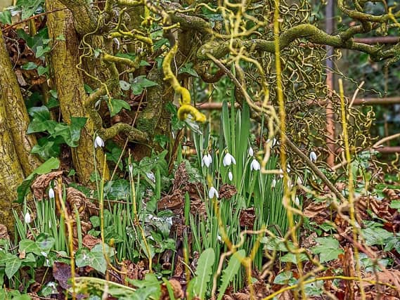 Denis Hickey snapped these snowdrops under the tree in Co Limerick